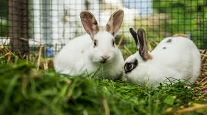 A reddit for exotic pet owners and potential future exotic pet owners. List Of Exotic Pet Boarding Facilities