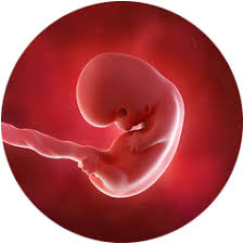 Innerhalb der ersten 12 schwangerschaftswochen fürchten. 8 Ssw Schwangerschaftswoche Happybabyness Com