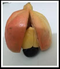 Image result for Blighia