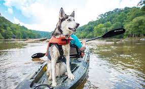 This is an important step to ensuring a good kayaking trip. Tips For Kayak Adventures With Dogs Vibe