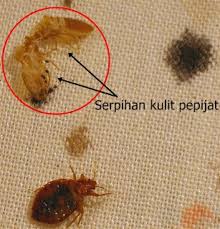 Kehadirannya di dalam perutku amat ketara kurasakan. Bed Bugs Berpunca Dari Barang Terpakai Pest Control Selangor Dari Rm130 Servis Anai Anai Kutu Lipas Nyamuk
