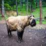 Bhutan takin from followalice.com