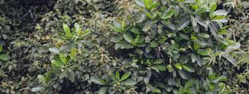 Image result for Sericostachys scandens