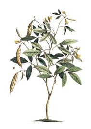 Image result for Cajanus cajan