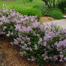 Image result for Syringa meyeri ´Palibin