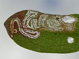 Image result for Enteucha acetosae