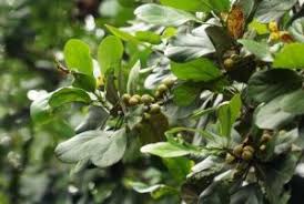 Image result for Uapaca sansibarica