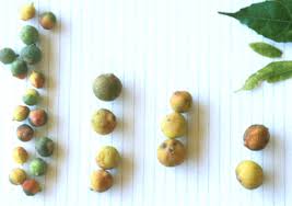 Image result for Ehretia cymosa