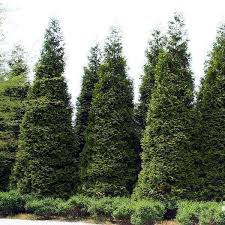 Walmart.com has been visited by 1m+ users in the past month Fertilizer Green Giant Arborvitae Cromalinsupport