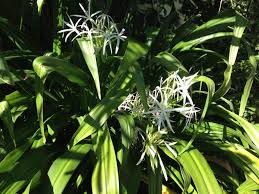 Browse pictures and read growth / cultivation information about crinum species, river lily, spider lily, swamp lily (crinum asiaticum var. Crinum Pendunculatum Common Name Spider Swamp Lily 200mm Pot Dawsons Garden World