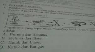 Dalam sistem bunyi vokal terdiri dari 5 buah yaitu a, e, i, o, dan u. Organisme Yang Tepat Untuk Melengkapi Huruf X Dan Y Pada Pikiran Pada Gambar Rantai Makanan Brainly Co Id