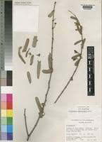 Image result for Plicosepalus amplexicaulis