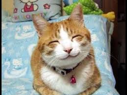 정연 / jeong yeon nombre completo: Gatos Japoneses Los Videos Mas Tiernos Y Divertidos De Gatos 2018 Youtube