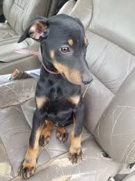 For information on our adoption process and application click here. Puppy Place Miami Ok Home Facebook