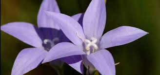 Morphology leaves leaves alternate … Floral Emblems Of Australian States And Territories All Green