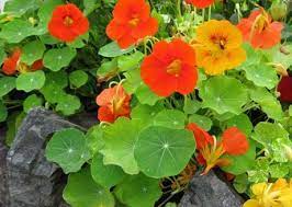 Nasturtium Flower Butter And Nasturtium Caper Recipes Permaculture Magazine