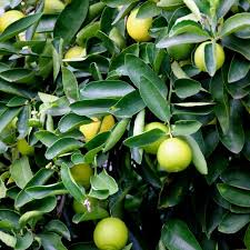 Image result for Citrus × aurantiifolia