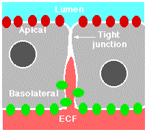 Maybe you would like to learn more about one of these? 3 15 Junctions Between Cells Biology Libretexts