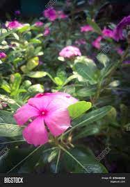 Check spelling or type a new query. Closeup Shot Pink Image Photo Free Trial Bigstock