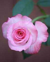 Pin By Lyuda On Bluten Beautiful Rose Flowers Beautiful Pink Flowers Beautiful Flowers
