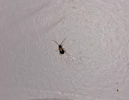 I found this little white bugs when i started the tiny red bugs in your bed are called clover mites. Tiny Bugs In My House Thriftyfun