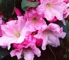 Rhododendron Loderi Venus Smelling Flowers Flowers Rhododendron