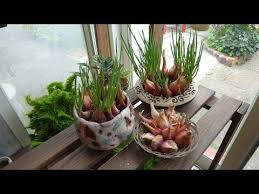 魔法diy種子盆栽 第六集 diy taiwan bonsai tree seeds ep 6 english sub cc youtube tree seeds bonsai tree small plants