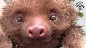 Not, not for you, for the sloths, sorry. Cute Baby Sloth Gets A Bath Youtube