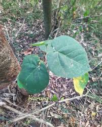 Image result for Tragia mazoensis