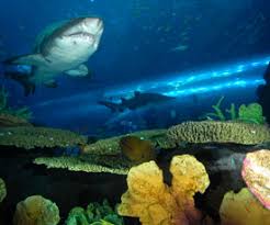 Dubai Aquarium Underwater Zoo Dubai Family Holidays