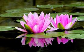 Pin On Lotus