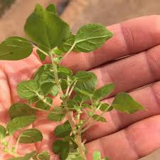 Image result for Parietaria debilis