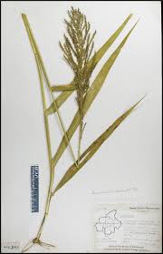 Image result for Arundinella nepalensis