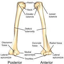 The upper arm is made up of the humerus, and the lower arm consists of the radius and the ulna. The Upper Limbs Human Anatomy And Physiology Lab Bsb 141