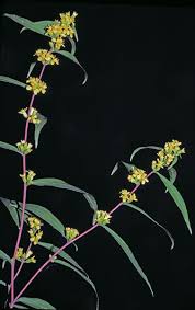 Image result for Ornithogalum flexuosum