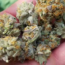 La cookies is one of the cali connection's newest strains. The Menu Medical Marijuana Bangor Me Cannabis Caveman