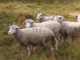 Subventii de 350 milioane lei pentru bovine si ovine, in 2011. Subventia De Criza Pentru Oieri Retrasa De Madr Plata Pe Cap De Animal Va Creste Agrotv
