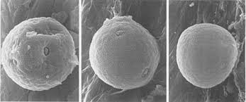 Image result for Hydrostachys bismarckii