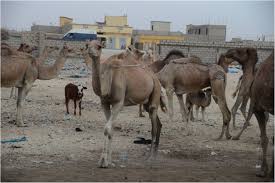 How much does it cost to become a commercial pilot? How Many Large Camelids In The World A Synthetic Analysis Of The World Camel Demographic Changes Springerlink