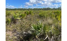 Image result for Orthochilus