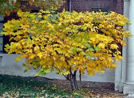 Indiana, grows well on moist bottomland soil. Native Shrubs For Fall Color Indiana Yard And Garden Purdue Consumer Horticulturepurdue University Indiana Yard And Garden Purdue Consumer Horticulture