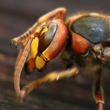 Die gefährlichkeit von hornissenstichen wird im allgemeinen weit übertrieben. Hornissen Sind Die Perfekte Waffe Gegen Wespen Und Viel Harmloser Als Ihr Ruf Stern De