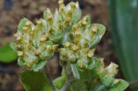 Image result for Vellereophyton dealbatum