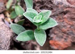 Image result for Mayacaceae