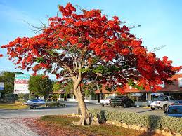 Crown of thorn is a good solution when you need all year. Delonix Regia Wikipedia
