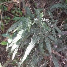 Image result for Adiantaceae