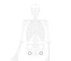 Wie Zeichnet Man Ein Skelett Schritt Fur Schritt Design Illustration Website Entwicklung Computerspiele Und Mobile Anwendungen