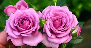 He got closest in the second set. The Smart Way To Grow Roses The New York Times