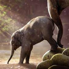 A Young Elephant In The Water Cute Elephant Cuteanimals Theworldisgreat Funny Animals Elephant Animals Beautiful