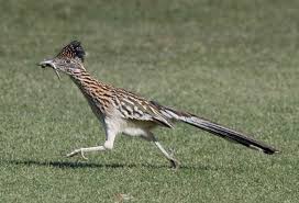 Test run your shoes for 90 days & earn rewards cash when you join the vip family. Roadrunner Bird Geococcyx Californianus Desertusa